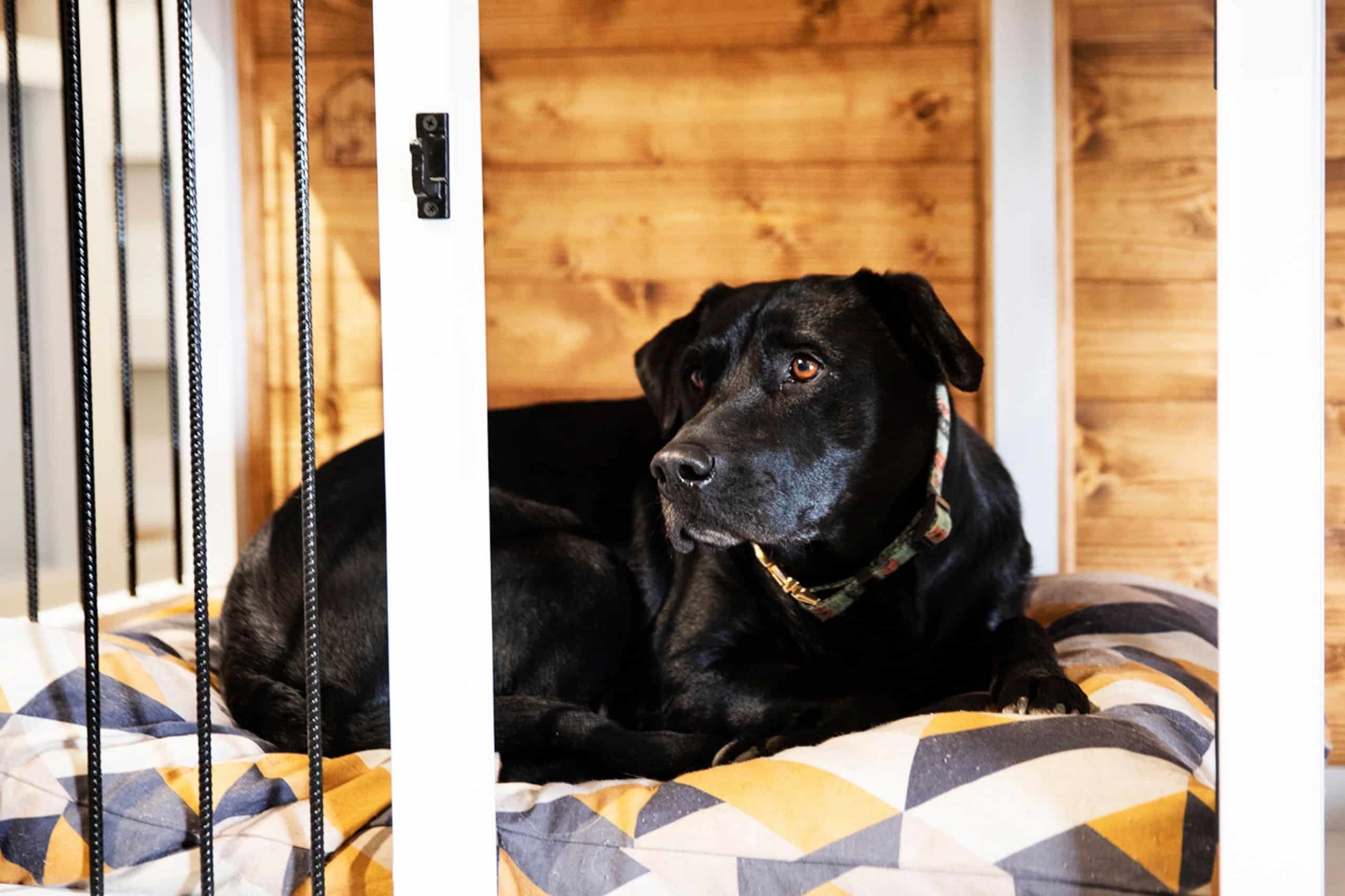 Why a crate is important for a happy balanced dog Pet Carpenter