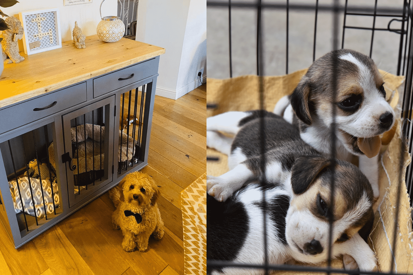 What Kind of Dog Crate is Best? Pet Carpenter