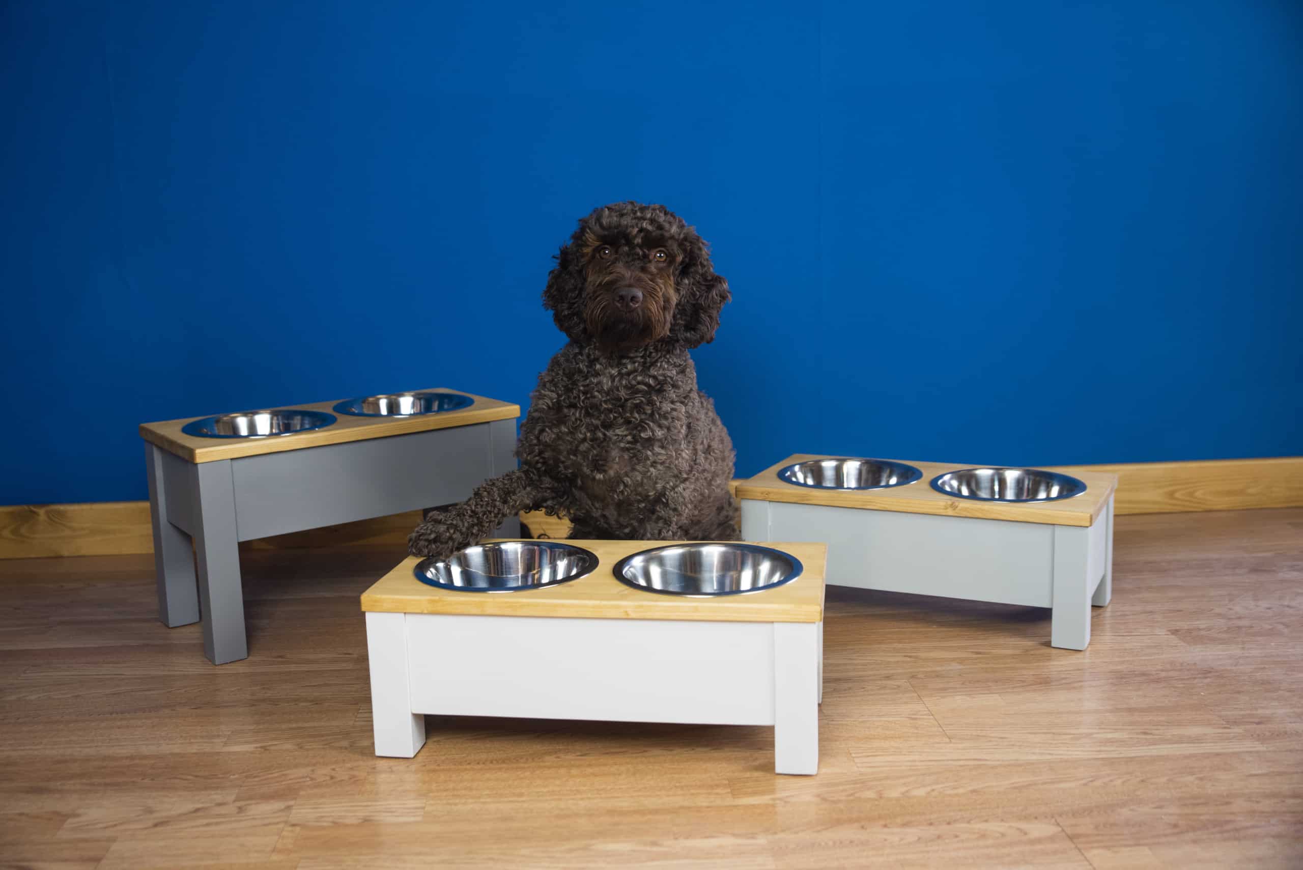 Christmas Gift Ideas for Dogs and Dog Owners | The Pet Carpenter