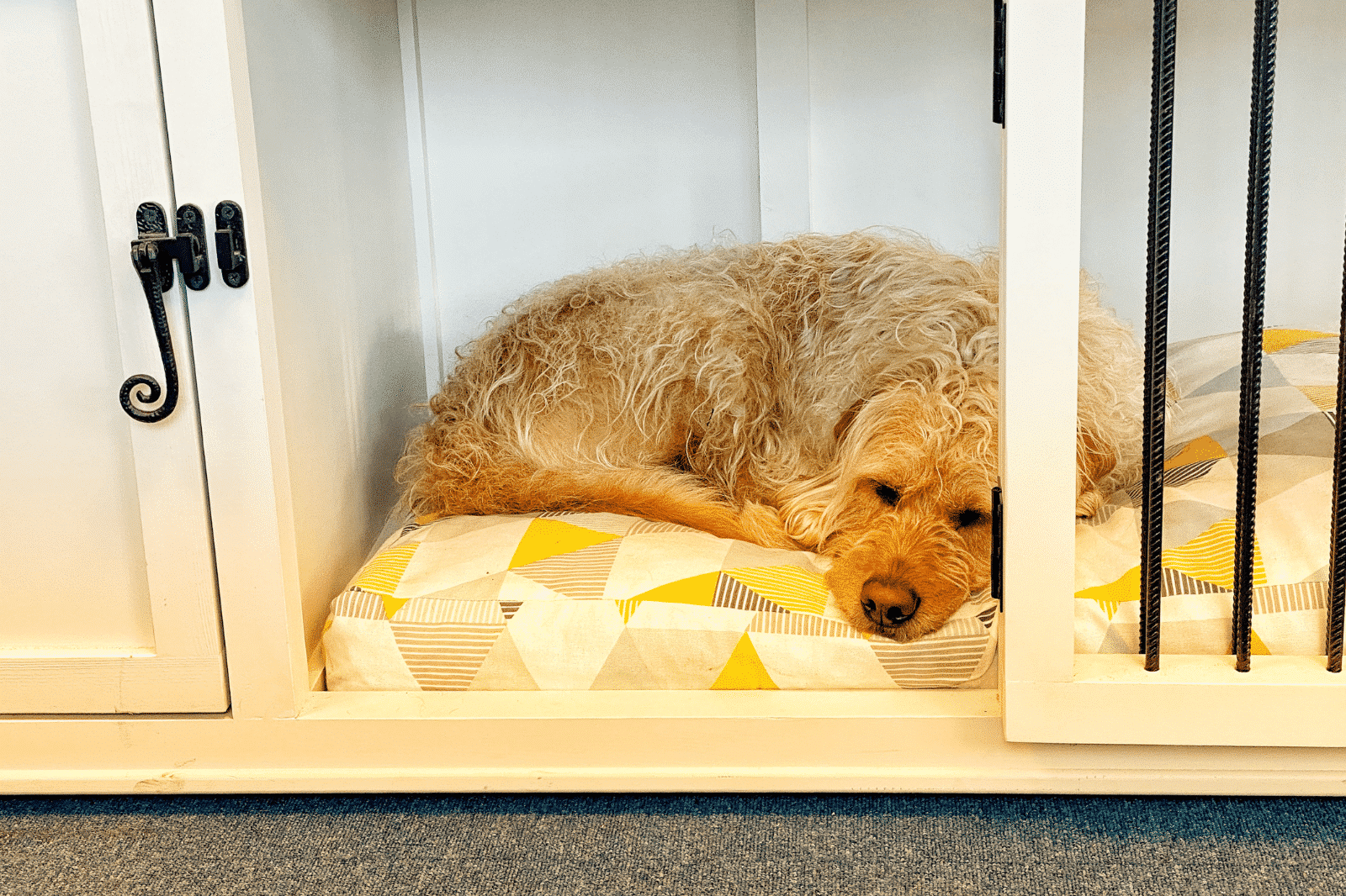 Reasons Dogs Are Crate Trained Pet Carpenter