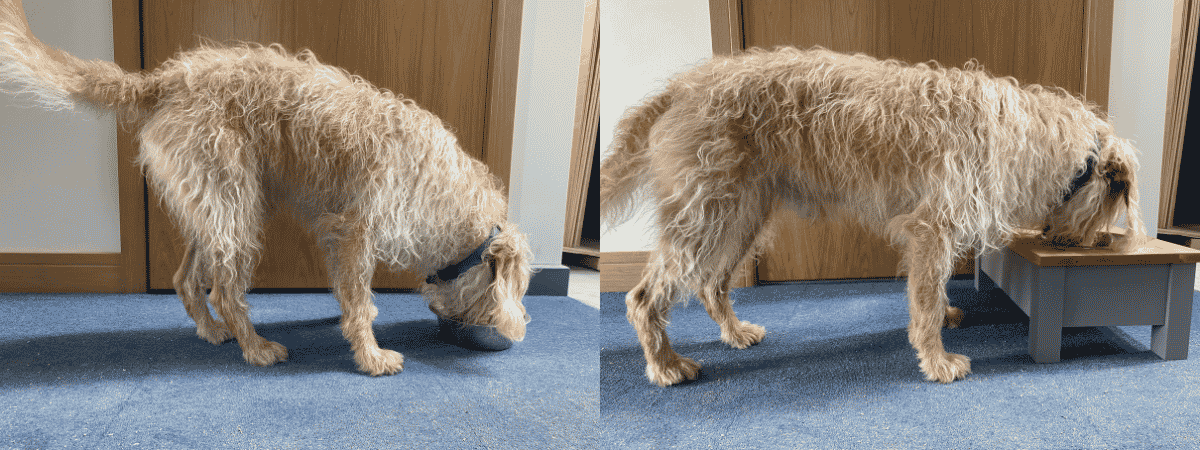 Raised Feeding Bowl Posture