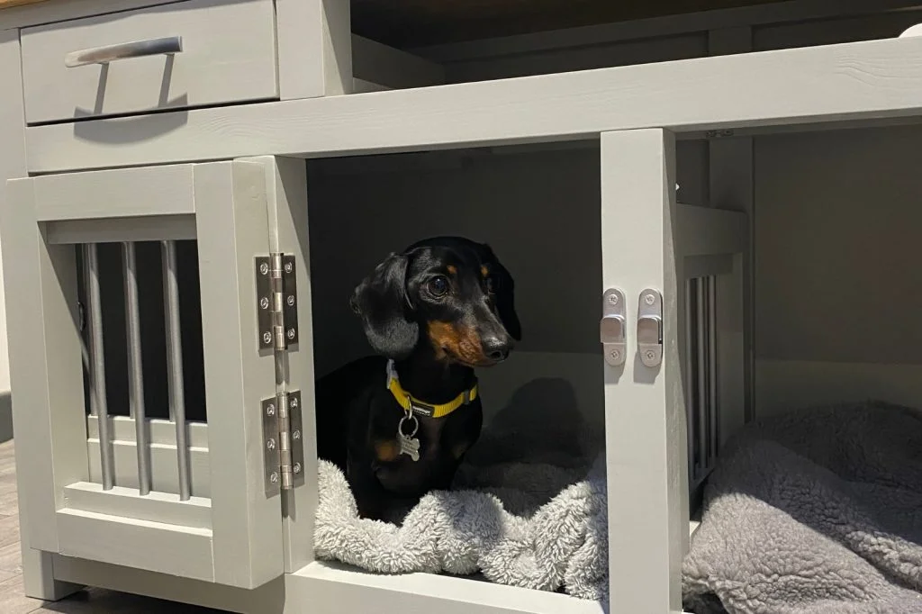 Pets on best sale furniture