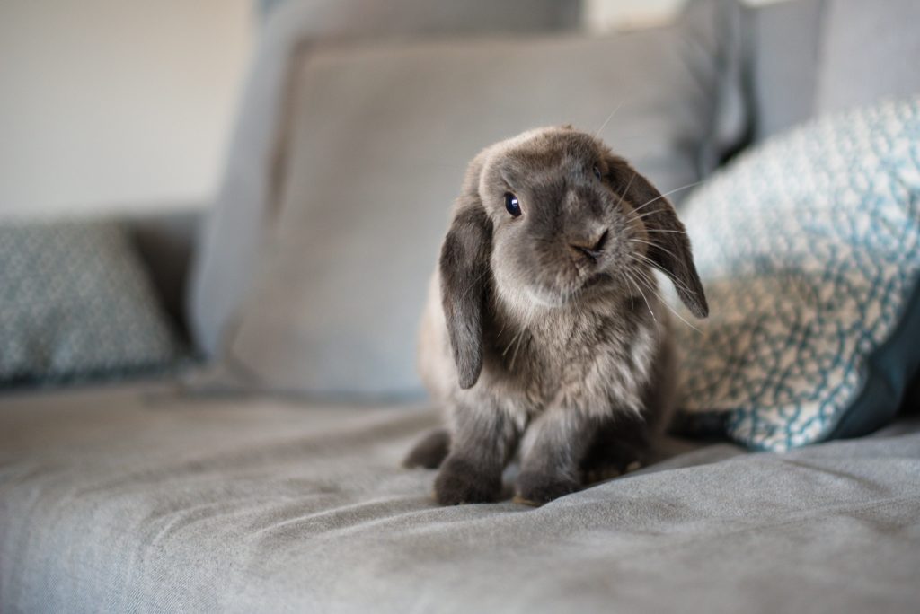Grey rabbit on a grey sofa