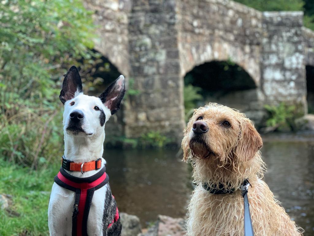 loki and a friend by a river