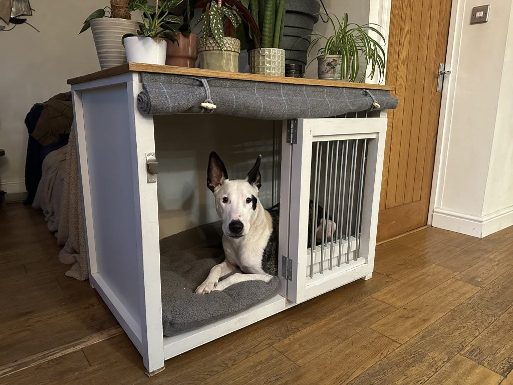 loki in pet bedroom