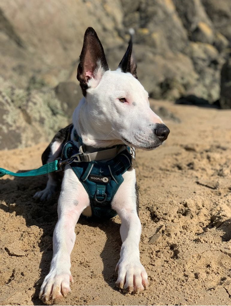 loki the english bull terrier x podenco on a beach