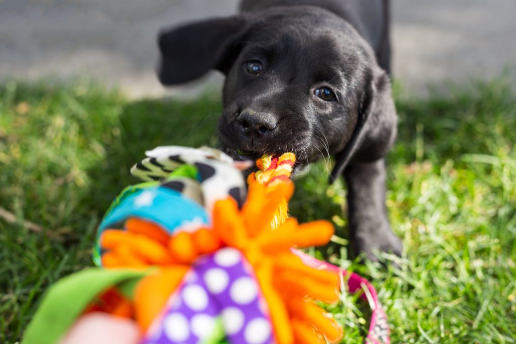 Playful black labrador retriever puppy playing tug-of-war with a toy