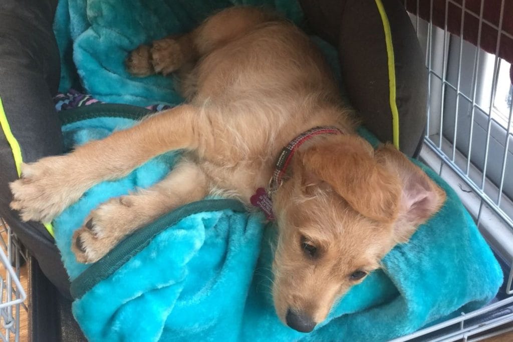 Puppy resting in a crate