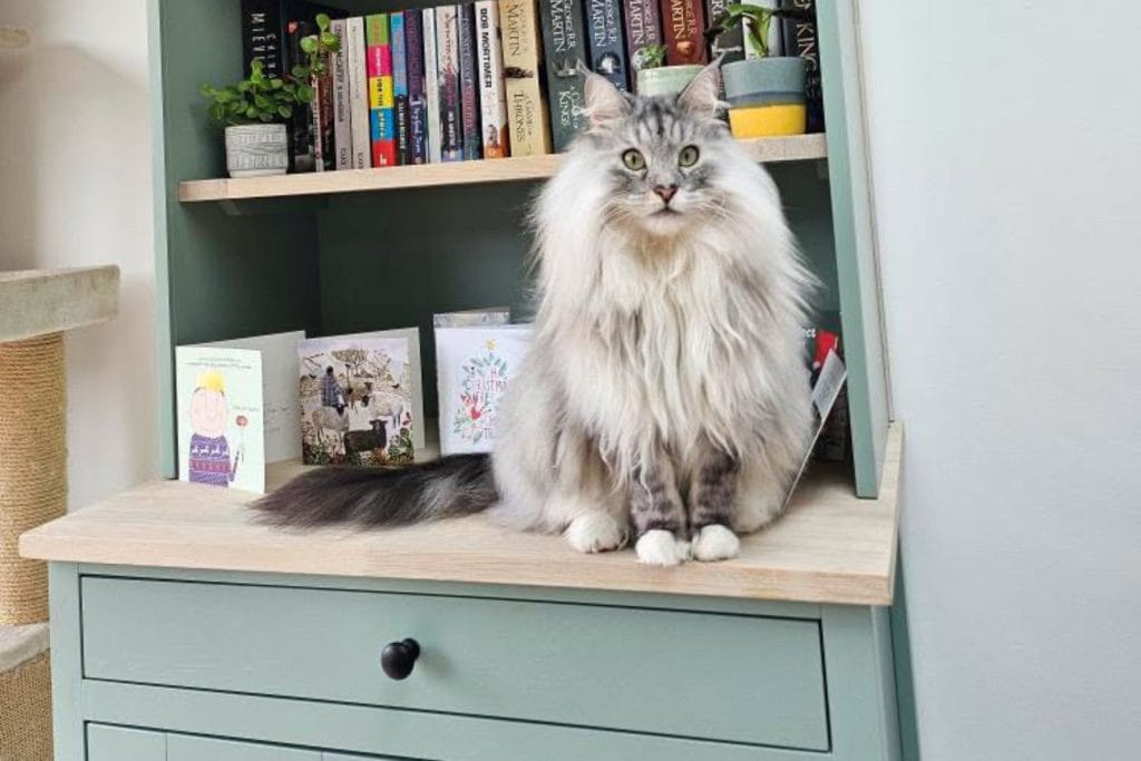 Cat sitting on bespoke cat litter tray cupboard furniture