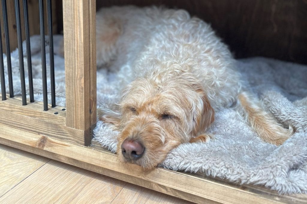 Why Wooden Crates Are Ideal for Noise-Sensitive Dogs - Dog Sleeping in a Wooden Handcrafted Crate