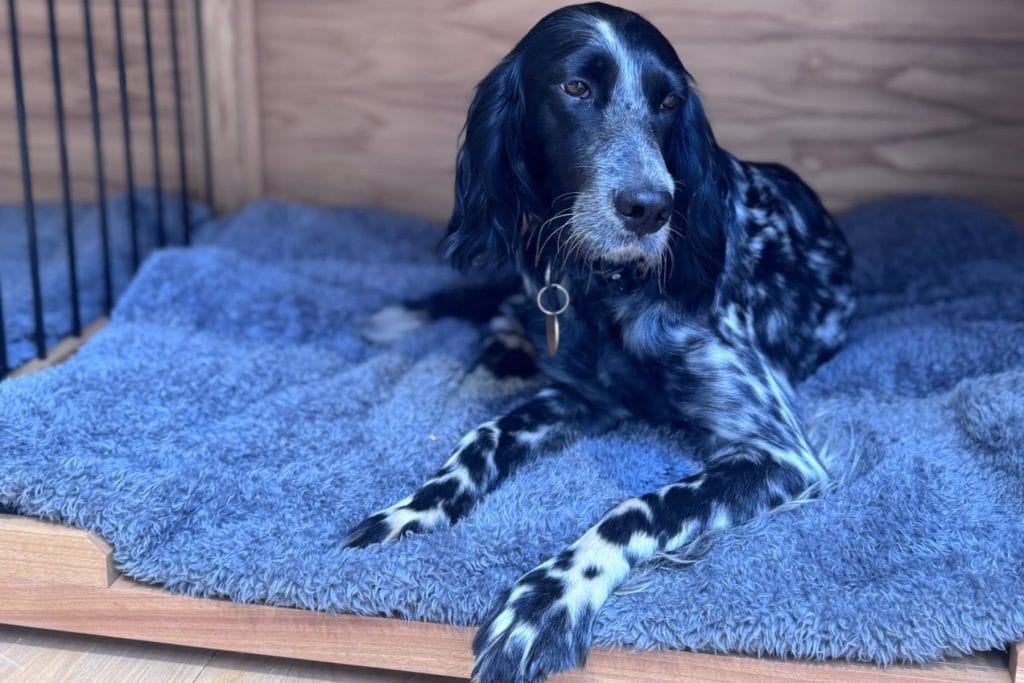 Dog Resting in Wooden Furniture / Pet Friendly Furniture Ideas