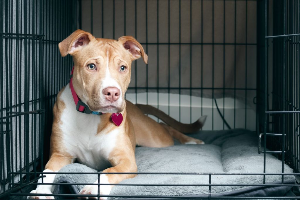 Metal Dog Crate (Wire Crate)
