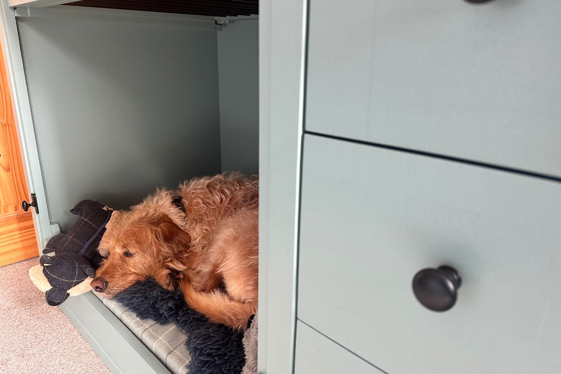 The Evidence Behind Crate Comfort: Supporting Behaviour Through Design ...