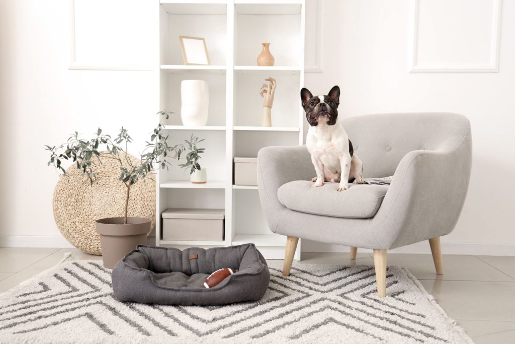 dog sat in beautiful home with lovely homewares
