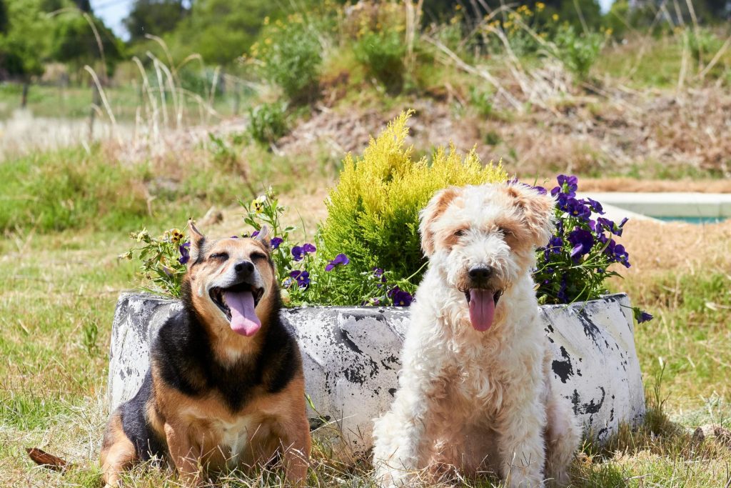 two dogs meeting outside in neutral garden space. 