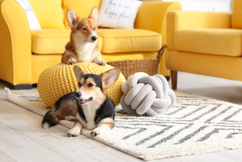 two dogs sat in living room on rug and luxury vinyl dog friendly flooring